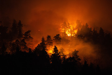 forest fire at night