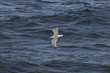 herring gull