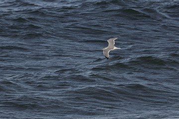 herring gull