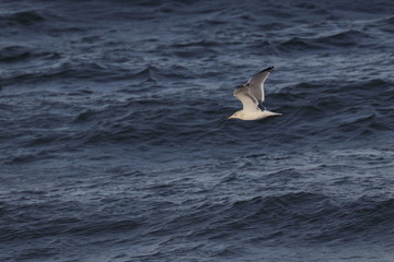 herring gull