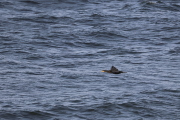 Fototapeta premium cormorant