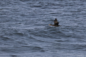 cormorant
