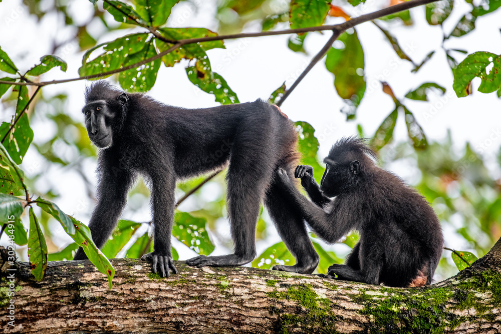 Wall mural monkeys grooming one another. the celebes crested macaques on the branch of the tree. close up portr