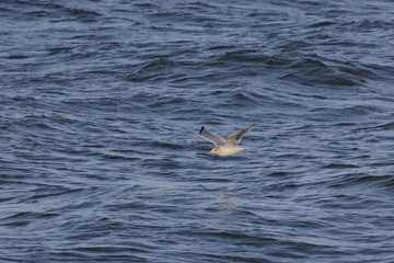 herring gull
