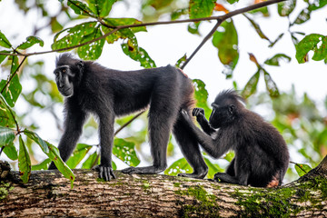 Monkeys grooming one another.  The Celebes crested macaques on the branch of the tree. Close up portrait. Crested black macaque, Sulawesi crested macaque, sulawesi macaque or the black ape.