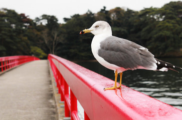 shooting trip portrait seagull bird soft white feather grey wing red&black beak front view standing on the red rail.illustration of leader vision shooting in japan travelling sightseeing on vacation.