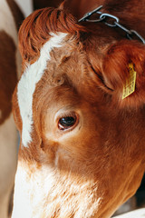 Long row of cows sticking their heads out bars of stable to feed