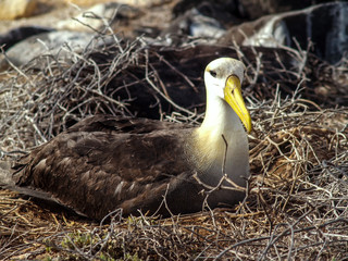 Closeup of nesting Waved Albatross on Espanola Island in the Galapagos archipelago, Ecuador, South America - 302485339