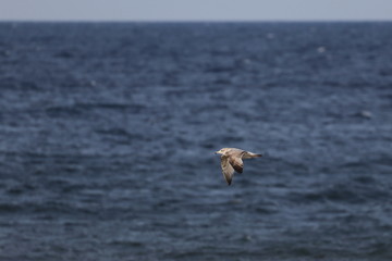herring gull
