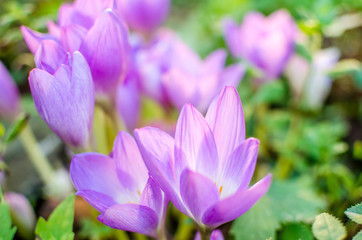beautiful mauve crocus flowers in sunlight. summer