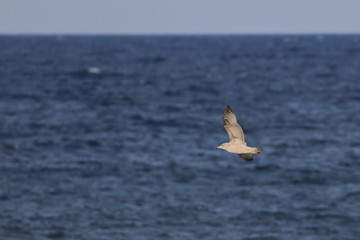 Fototapeta premium herring gull