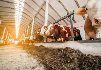 Long row of cows sticking their heads out bars of stable to feed