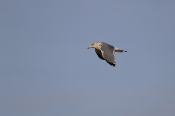 herring gull