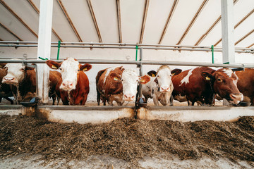 Long row of cows sticking their heads out bars of stable to feed