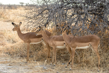 Naklejka na ściany i meble herd of female impala in Etosha National Park, Namibia