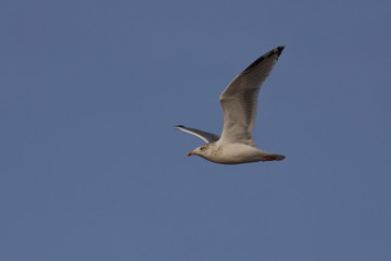herring gull