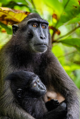 The Celebes crested macaque and cub. Crested black macaque, Sulawesi crested macaque, sulawesi macaque or the black ape. Natural habitat. Sulawesi. Indonesia.