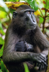 The Celebes crested macaque and cub. Crested black macaque, Sulawesi crested macaque, sulawesi macaque or the black ape. Natural habitat. Sulawesi. Indonesia.
