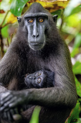The Celebes crested macaque and cub. Crested black macaque, Sulawesi crested macaque, sulawesi macaque or the black ape. Natural habitat. Sulawesi. Indonesia.