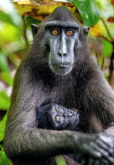 The Celebes crested macaque and cub. Crested black macaque, Sulawesi crested macaque, sulawesi macaque or the black ape. Natural habitat. Sulawesi. Indonesia.