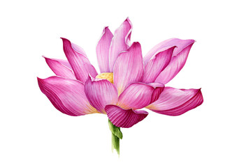 Lotus flower in a full bloom watercolor illustration. Tender pink water lilly blossom botanical image. Meditation and zen symbol lotus flower Isolated on white background.