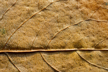 Autumn dry leaves from trees taken large with a clearly visible structure