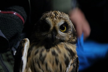 short eared owl