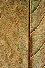 Obraz premium Autumn dry leaves from trees taken large with a clearly visible structure