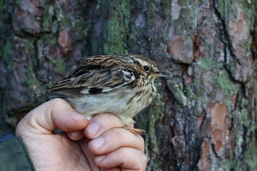 woodlark