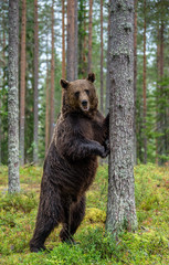 Fototapeta premium Brown bear stands on its hind legs by a tree in a pine forest. Scientific name: Ursus Arctos Natural habitat.