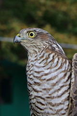 accipiter nisus