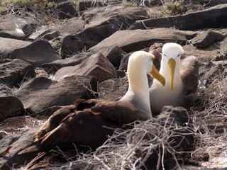 Albatross pair on Espanola Island, Galapagos archipelago - 302487772