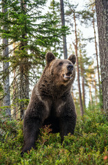 Fototapeta premium Adult male of brown bear at autumn forest. Front view. Natural habitat.