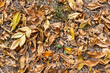 autumn leaves background