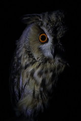 long eared owl