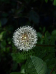 dandelion on green background of blue sky