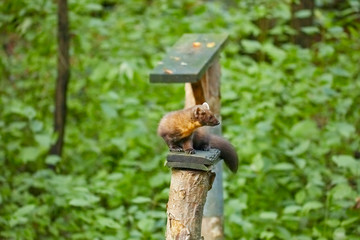 Cute pine marten waiting for the feeding