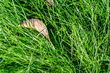 Fototapeta premium fallen brown autumn leaf lies on the bright green grass