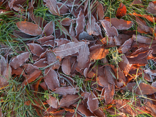Brązowe liście pokryte kryształami szronu.