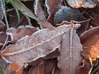 Brązowe liście pokryte kryształami szronu. © boguslavus
