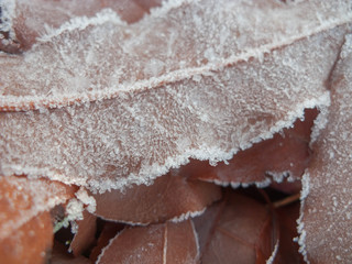 Brązowe liście pokryte kryształami szronu. © boguslavus