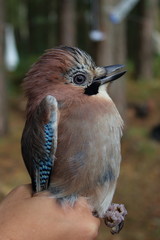 eurasian jay
