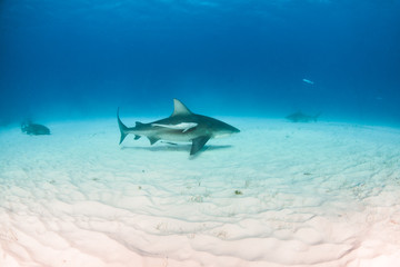 Fototapeta premium Bull shark at the Bahamas