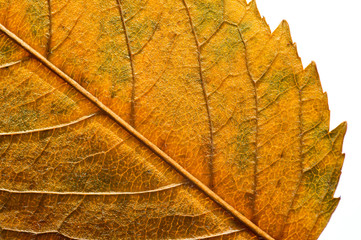 Autumn dry leaves from trees taken large with a clearly visible structure