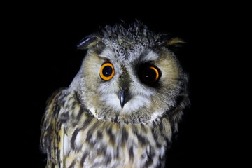 long eared owl