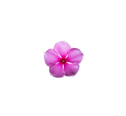 Single beautiful purple or pink of vinca flower blooming isolated on white background. Pretty flower in closeup
