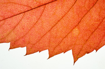 Autumn dry leaves from trees taken large with a clearly visible structure