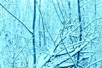 Many tree branches covered with snow in the forest. Blue color abstract winter background