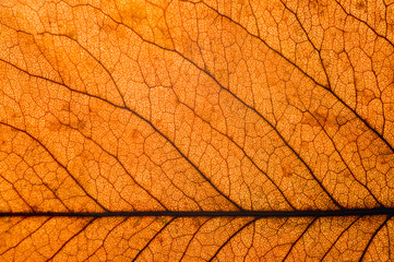 Obraz premium Autumn dry leaves from trees taken large with a clearly visible structure