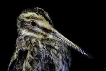 jack snipe